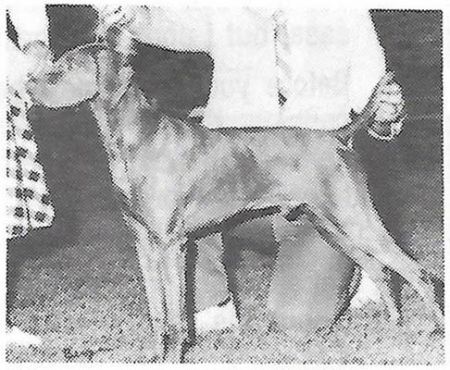 Image of Jomars Cinnamon Bryce