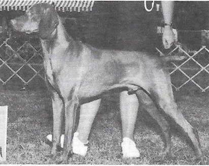 Image of Kezdet's Darazs Boone