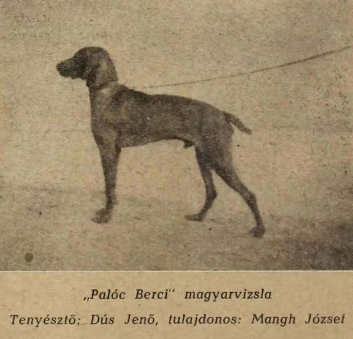 Image of Palóc Berci
