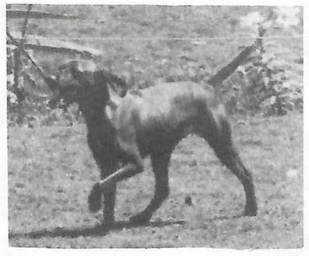 Image of Upwind Winemall Cinka