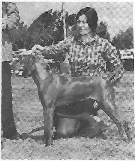 Image of Maverick Golden Empire Lacey