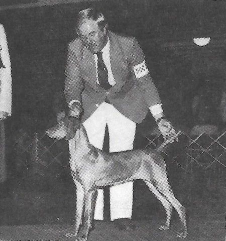 Image of Russet Leather Dual In The Sun