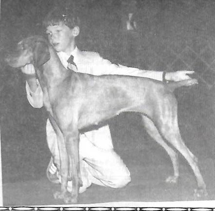 Image of Hennagold Sunshine Melody