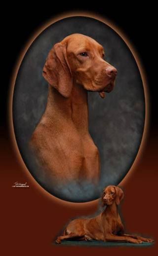 Image of Poquito's Regalpoint Rubi Tiara