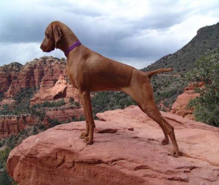 Image of Poquito's Tiara de la Vida