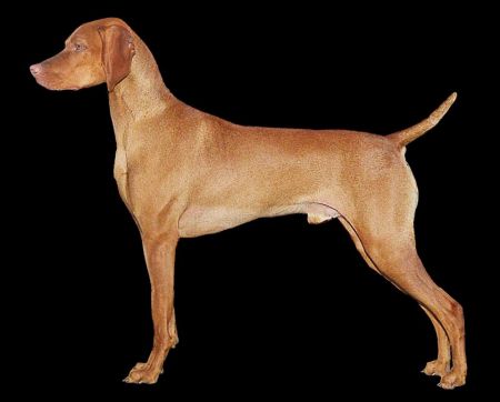 Image of Kelby Creek's Wild Bill