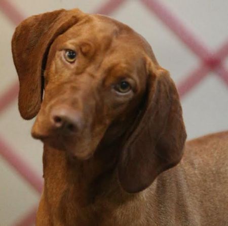 Image of Dynata's Bound To Be Shooting For It All / Dynata's Bound To Shoot For It