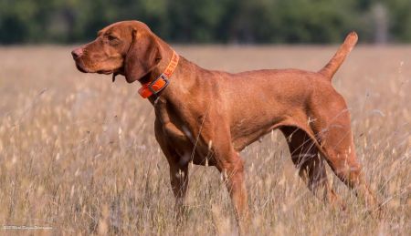 Image of Dynata's Bound To Be Shooting For It All / Dynata's Bound To Shoot For It