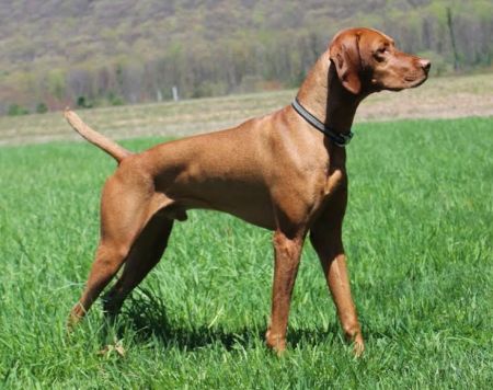 Image of Copper-Creek's Hungary Like The Wolf