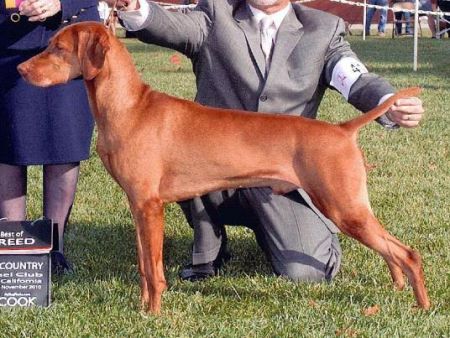 Image of Poquito's Oro Jag In Pursuit