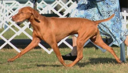 Image of Poquito's Oro Jag In Pursuit