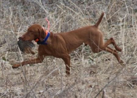 Image of Dynata's Bound To Reign