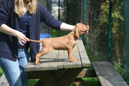 Image of Alma Royal Splendour