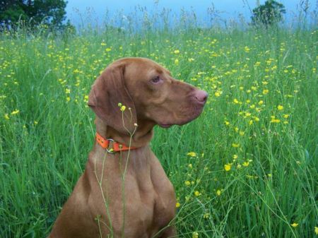 Image of Jnek's Life Of Riley