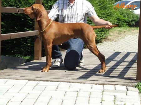 Image of Parlagi-Vadász Alkony