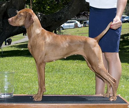 Image of Red Diamond Dancing At The Plaza