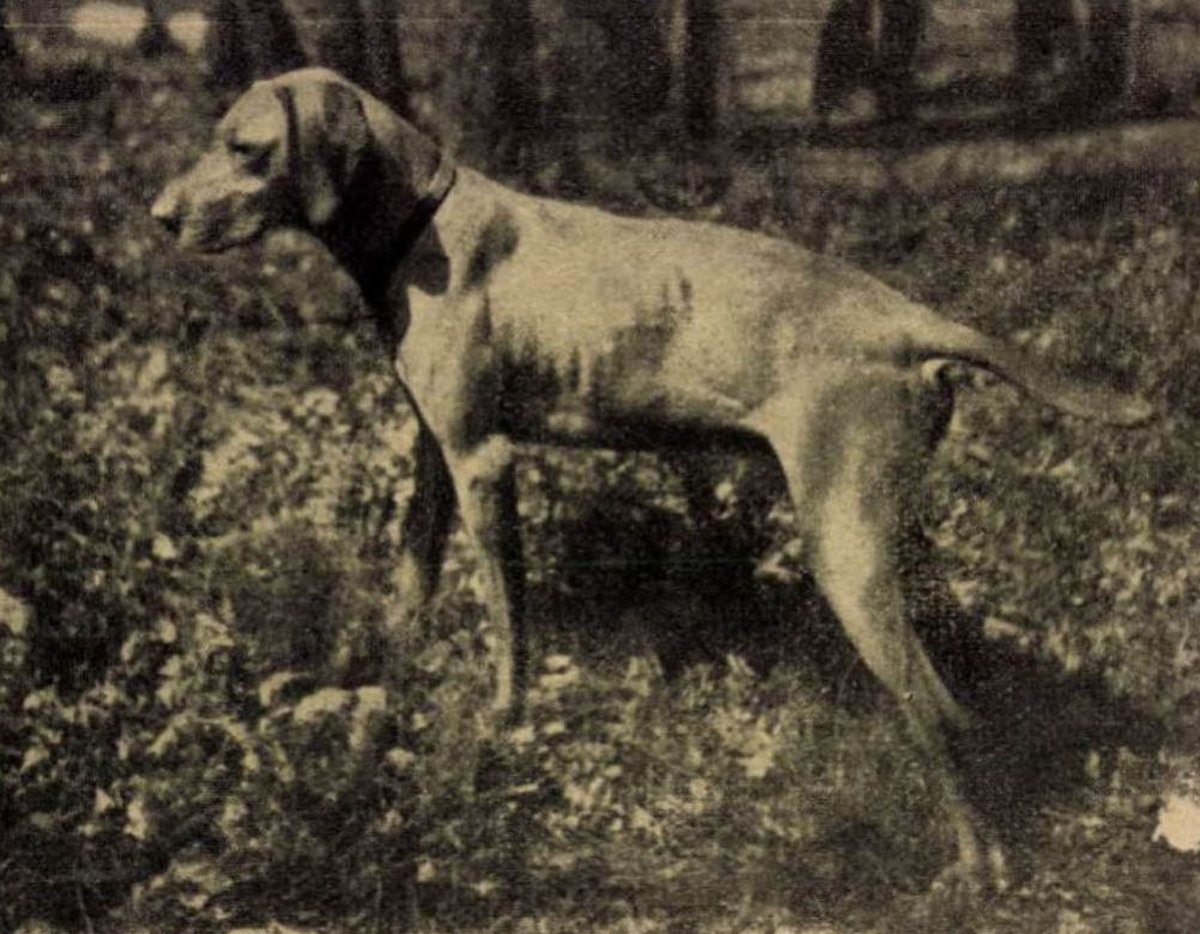 Image of Makk I (OVC 230)