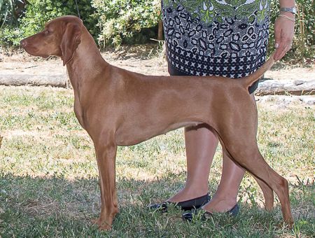 Image of Red Diamond Player of the Magic Flute