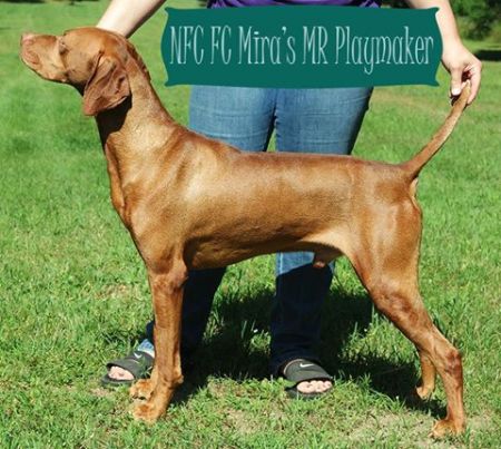 Image of Mira's Mr Playmaker