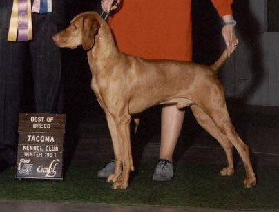 Image of Csardas Golden Empire Szabo