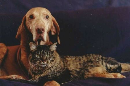 Image of Hawkeye Scout