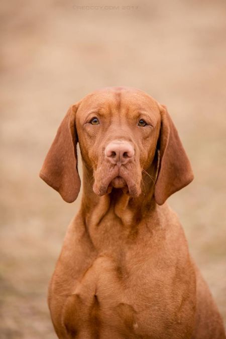 Image of Lembo Praut Tssigmond Beauty of Fire