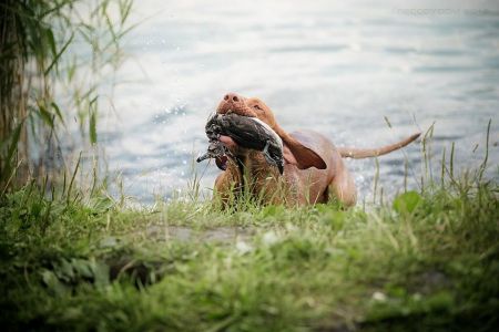 Image of Lembo Praut Tssigmond Beauty of Fire