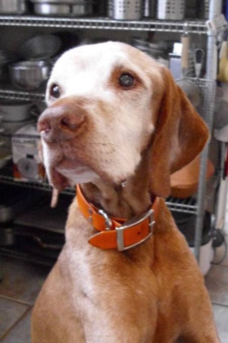 Image of Rheingold Donner Jacob Horn