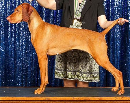 Image of Jazzberry Cmf Cardinal Al Hrabosky