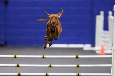 Image of Dp's Orult Raketa Kozett