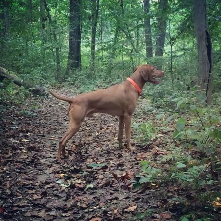 Image of Windor's Silver Charm