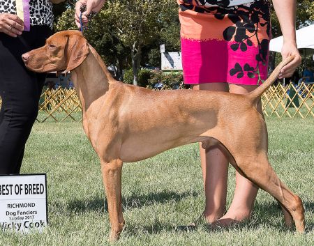 Image of Red Diamond Just Push Play