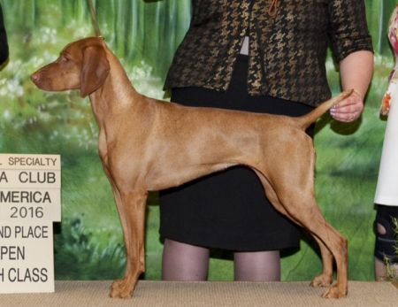 Image of Red Diamond Vino Makes Me Dance