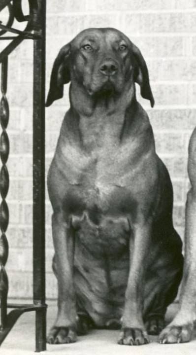 Image of Lyska z Tatier