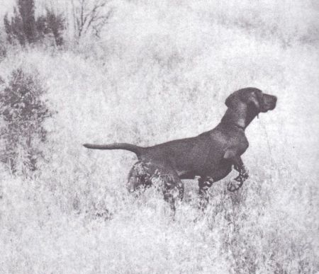 Image of Nyircsaszari Slivovitz