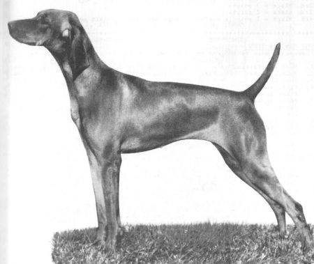 Image of Brance Reliant Winning Wager