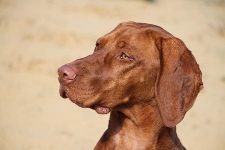 Image of Parazs-Passzio van het Oetervelt