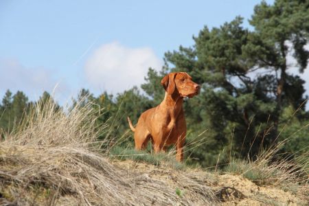 Image of Parazs-Passzio van het Oetervelt