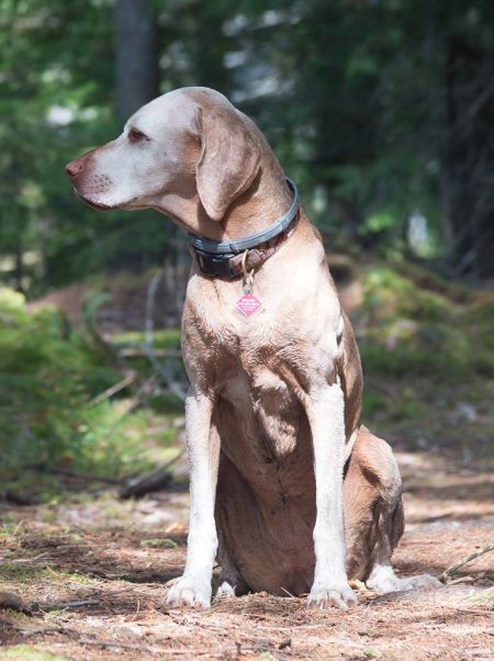 Image of Rheingold Fricka Zee Chloe