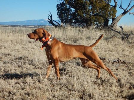 Image of CK Too Hot To Handle - Cayenne