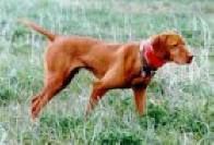 Image of Lakeside Luke Skywalker