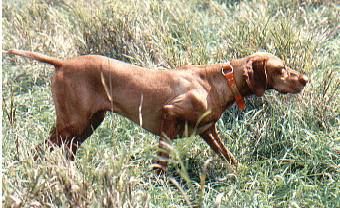 Image of Mehagian Krc's Phoenix Fridge