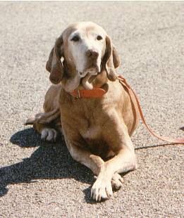 Image of Greffin's Ha'Penny