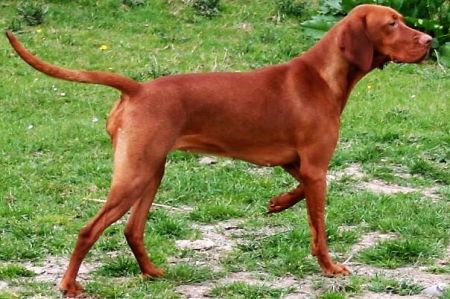 Image of Marra du Clos du Dandy Udson