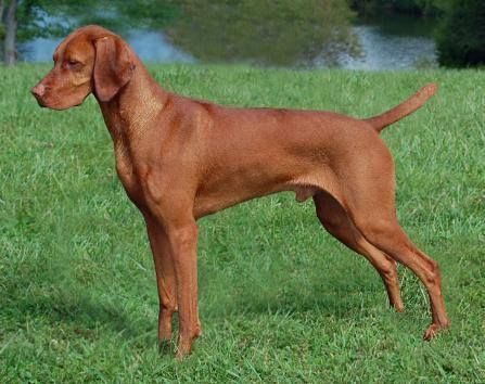 Image of Jazzberrys Oh Say Can You See