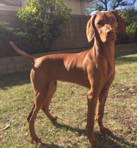 Image of Russet Leather Pawnee Moon