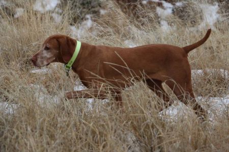 Image of Everwhen Regal Point Nikita