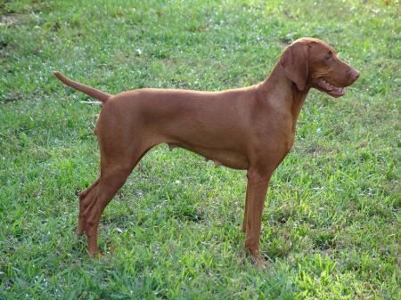 Image of Everwhen Regal Point Nikita