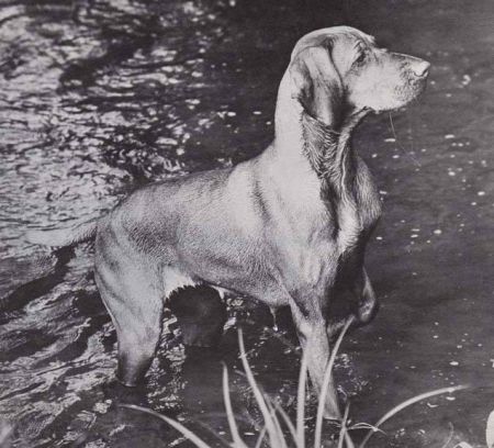 Image of Russetmantle Sage