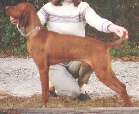 Image of Vizsta's Royal Redd Baron